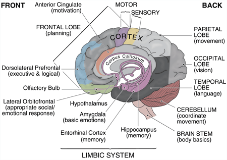 brain-basic_and_limbic
